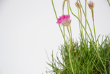 Dettaglio di una pianta di Armeria maritima 'Splendens'