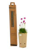 Pianta di Armeria maritima 'Splendens' in vaso di cartone 9x9x20 con scatola BotanicalDryGarden