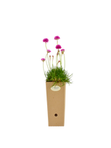 Pianta di Armeria maritima 'Splendens' in vaso di cartone 9x9x20