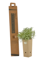 Pianta di Artemisia cretacea in vaso di cartone 9x9x20 con scatola BotanicalDryGarden