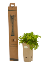 Pianta di Artemisia lactiflora in vaso di cartone 9x9x20 con scatola BotanicalDryGarden