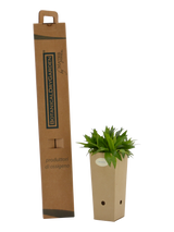 Pianta di Aster puniceus in vaso di cartone 9x9x20 con scatola BotanicalDryGarden