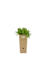 Pianta di Aster puniceus in vaso di cartone 9x9x20