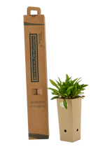 Pianta di Aster x dumosus Professor Anton Kippenberg in vaso di cartone 9x9x20 con scatola BotanicalDryGarden