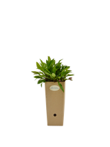 Pianta di Aster x dumosus 'Professor Anton Kippenberg' in vaso di cartone 9x9x20