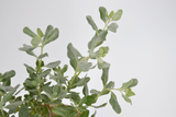 Dettaglio di una pianta di Atriplex halimus