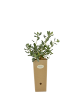 Pianta di Atriplex halimus in vaso di cartone 9x9x20