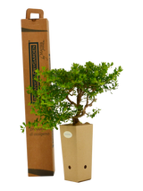 Pianta di Baccharis piularis in vaso di cartone 9x9x20 con scatola BotanicalDryGarden