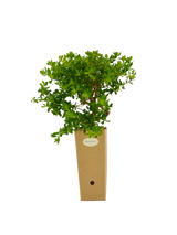 Pianta di Baccharis pilularis in vaso di cartone 9x9x20