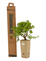 Pianta di Baccharis pilularis 'Twin Peaks' in vaso di cartone 9x9x20 con scatola BotanicalDryGarden