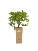 Pianta di Baccharis pilularis 'Twin Peaks' in vaso di cartone 9x9x20