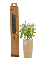 Pianta di Ballota acetabulosa in vaso di cartone 9x9x20 con scatola BotanicalDryGarden