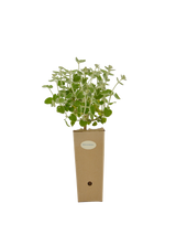 Pianta di Ballota acetabulosa in vaso di cartone 9x9x20