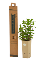 Pianta di Calamintha nepeta in vaso di cartone 9x9x20 con scatola BotanicalDryGarden