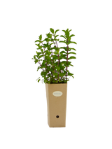 Pianta di Calamintha nepeta in vaso di cartone 9x9x20