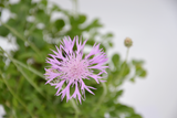 Dettaglio di una pianta di Centaurea bella