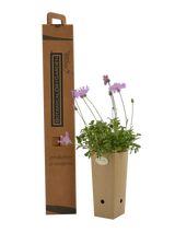 Pianta di Centaurea bella in vaso di cartone 9x9x20 con scatola BotanicalDryGarden