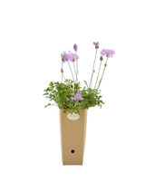 Pianta di Centaurea bella in vaso di cartone 9x9x20