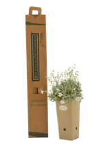 Pianta di Cerastium tomentosum in vaso di cartone 9x9x20 con scatola BotanicalDryGarden