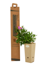 Pianta di Cistus x escartianus in vaso di cartone 9x9x20 con scatola BotanicalDryGarden