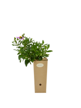 Pianta di Cistus escartianus in vaso di cartone 9x9x20