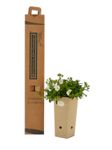 Pianta di Cistus x florentinus 'Tramontane' in vaso di cartone 9x9x20 con scatola BotanicalDryGarden