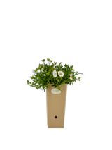 Pianta di Cistus x florentinus 'Tramontane' in vaso di cartone 9x9x20