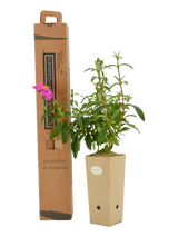 Pianta di Cistus purpureus in vaso di cartone 9x9x20 con scatola BotanicalDryGarden