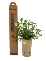 Pianta di Cistus salviifolius in vaso di cartone 9x9x20 con scatola BotanicalDryGarden