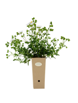 Pianta di Cistus salviifolius in vaso di cartone 9x9x20