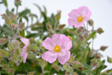 Cistus x skanbergii