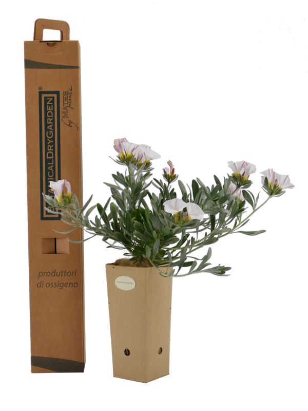 Pianta di Convolvulus cneorum in vaso di cartone 9x9x20 con scatola BotanicalDryGarden