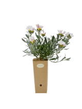 Pianta di Convolvulus cneorum in vaso di cartone 9x9x20