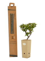 Pianta di Cotoneaster dammeri 'Coral Beauty' in vaso di cartone 9x9x20 con scatola BotanicalDryGarden