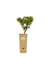 Pianta di Cotoneaster dammeri 'Coral Beauty' in vaso di cartone 9x9x20