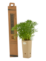 Pianta di Crithmum maritimum in vaso di cartone 9x9x20 con scatola BotanicalDryGarden