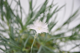 Dettaglio di una pianta di Dianthus anatolicus