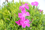 Dettaglio di una pianta di Dianthus gratianopolitanus Feuerhexe