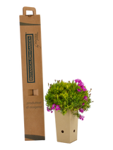 Pianta di Dianthus gratianopolitanus Feuerhexe in vaso di cartone 9x9x20 con scatola BotanicalDryGarden