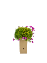 Pianta di Dianthus gratianopolitanus Feuerhexe in vaso di cartone 9x9x20