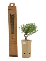 Pianta di Dorycnium hirsutum 'Frejourgues' in vaso di cartone 9x9x20 con scatola BotanicalDryGarden