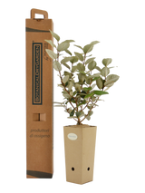 Pianta di Elaeagnus x ebbingei in vaso di cartone 9x9x20 con scatola BotanicalDryGarden