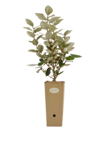 Pianta di Ealeagnus x ebbingei in vaso di cartone 9x9x20