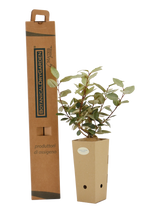 Pianta di Elaegnus x ebbingei 'Compacta' in vaso di cartone 9x9x20 con scatola BotanicalDryGarden