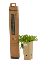 Pianta di Epilobium canum 'Schieffelin's Choise' in vaso di cartone 9x9x20 con scatola BotanicalDryGarden