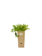 Pianta di Epilobium canum 'Schieffelin's Choice' in vaso di cartone 9x9x20