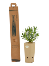 Pianta di Euphorbia rigida in vaso di cartone 9x9x20 con scatola BotanicalDryGarden