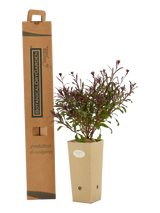 Pianta di Gaura lindheimeri 'Jo Adela' in vaso di cartone 9x9x20 con scatola BotanicalDryGarden