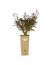 Pianta di Gaura lindheimeri 'Jo Adela' in vaso di cartone 9x9x20