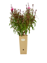 Pianta di Gaura lindheimeri 'Siskiyou Pink' in vaso di cartone 9x9x20